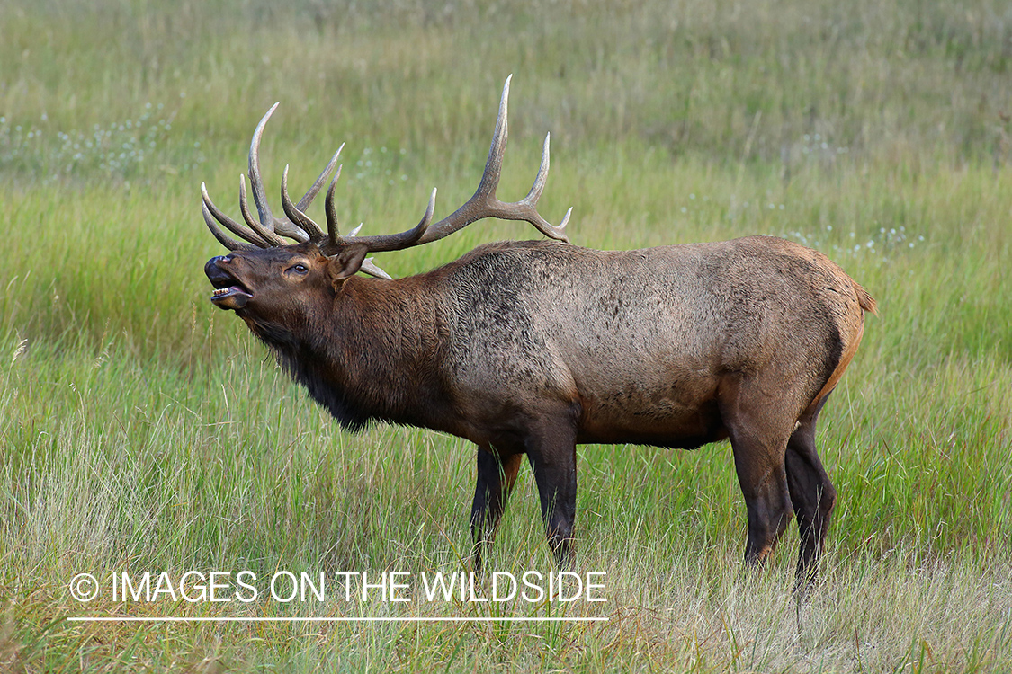 Bull elk bugling in field.