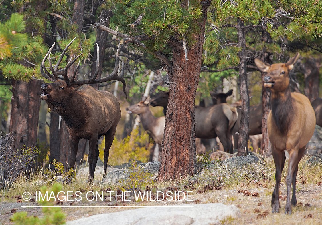 Bull elk with cow bugling.