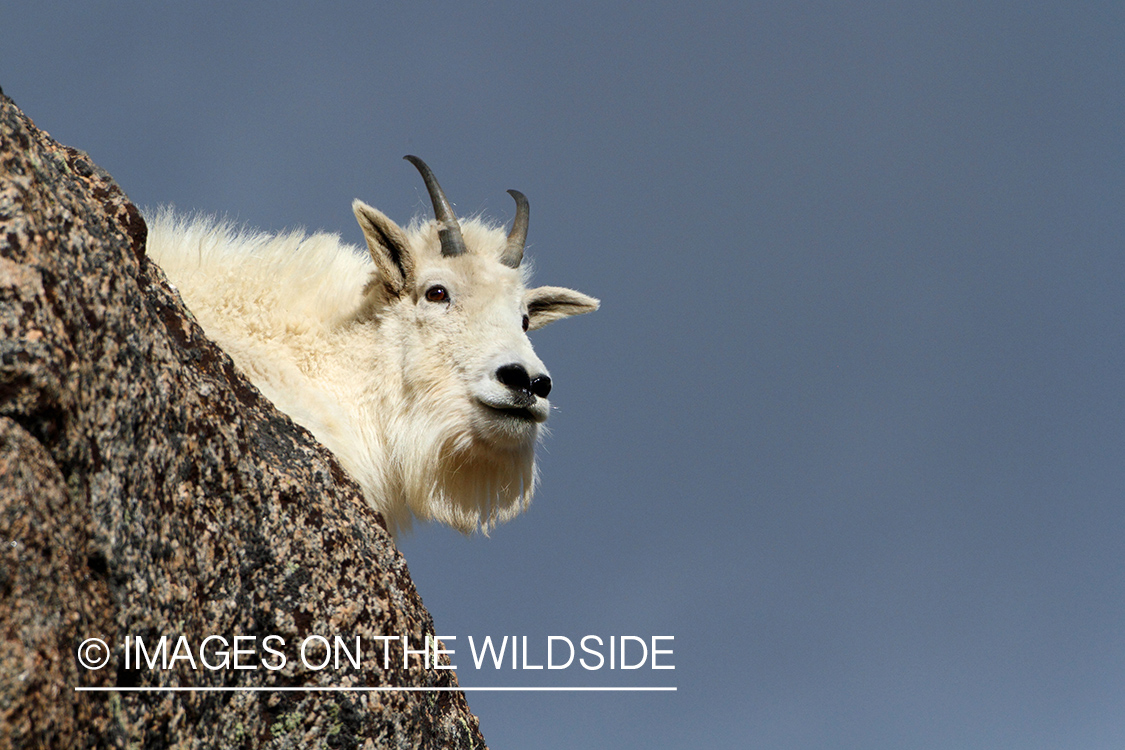 Rocky Mountain Goat in habitat.