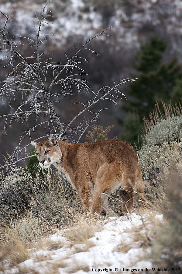 Mountain Lion in habitat.