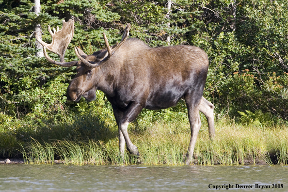 Shiras bull moose wallking along edge of water.