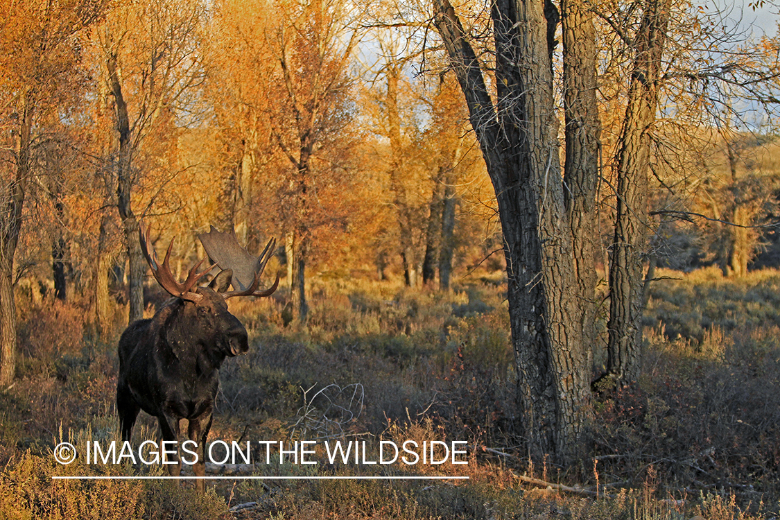 Shiras bull moose in habitat.