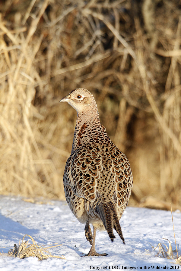 Ring-necked pheasant in habitat