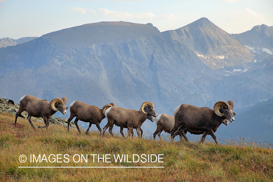 Rocky Mountain Bighorn Sheep in habitat.