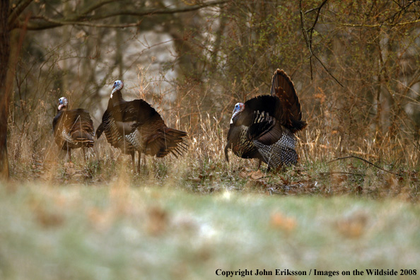 Eastern Wild Turkeys