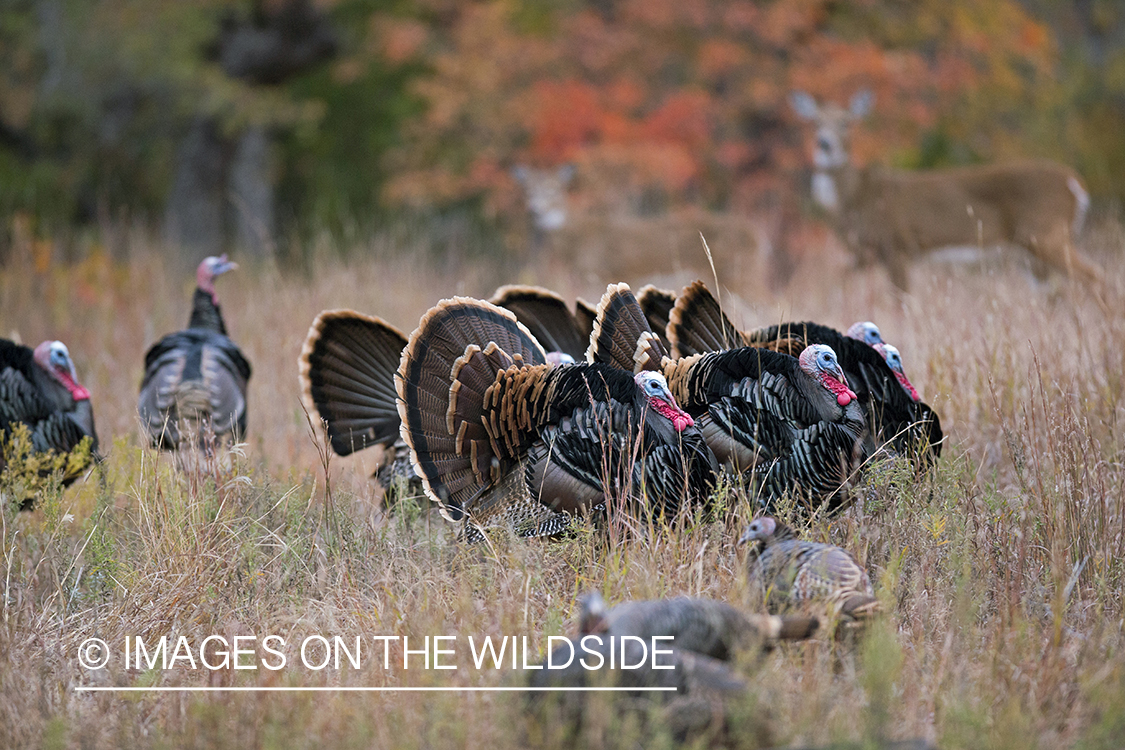 Eastern Wild Turkeys in habitat. 