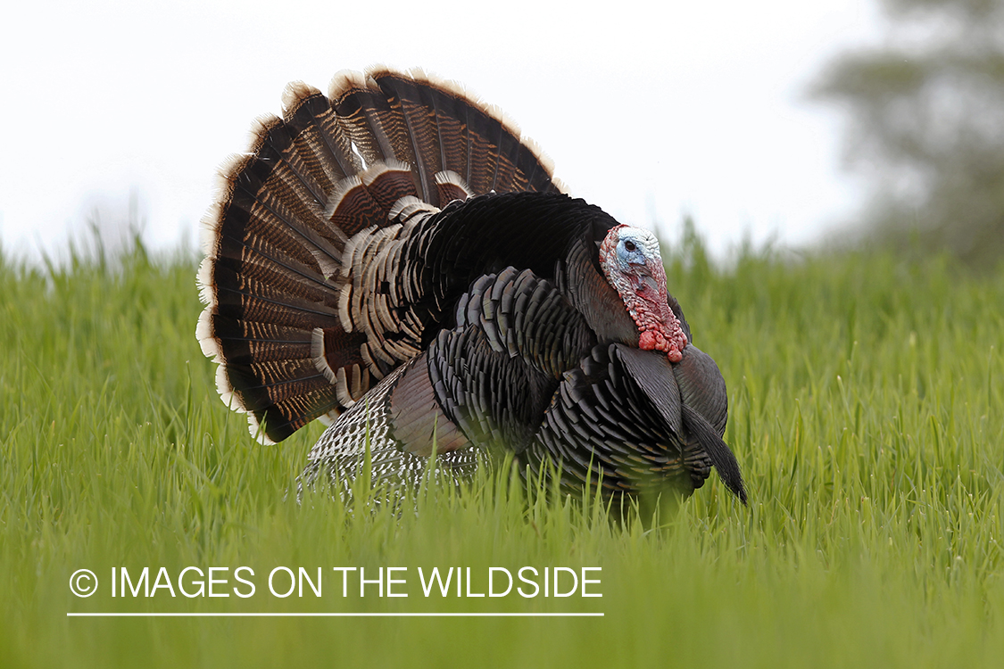 Rio grande turkey gobbler in spring habitat.