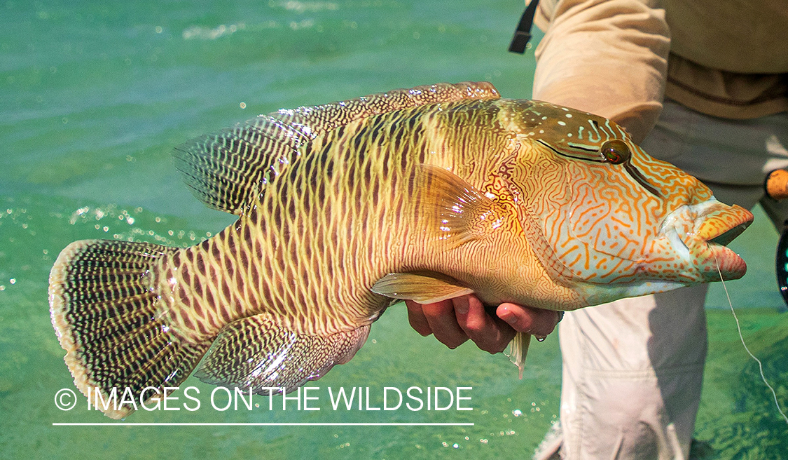 Flyfisherman with maori wrasse.