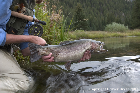 Flyfisherman with Rainbow Trout.  Close-up of trout.