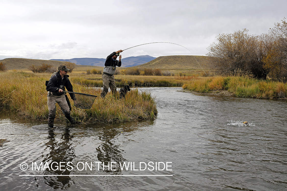 Flyfishermen fighting jumping trout on line.