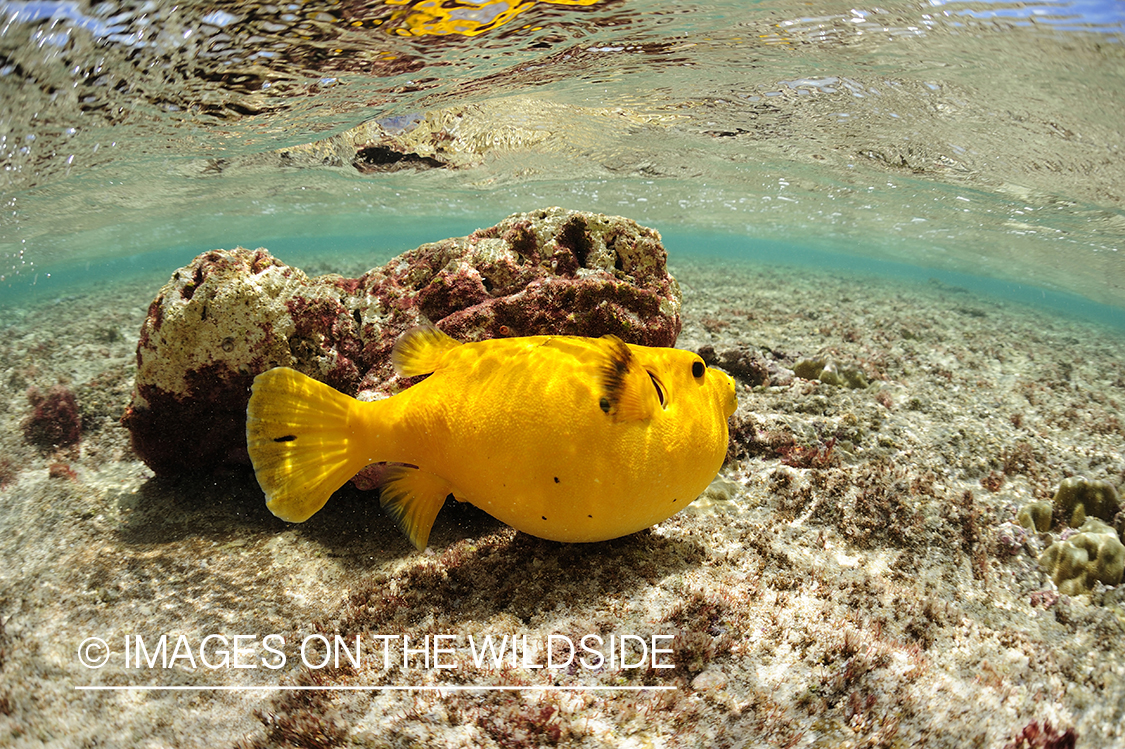 Puffer fish underwater.