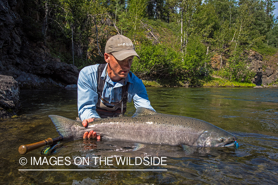 Flyfisherman with king salmon on Nakina River, British Columbia.