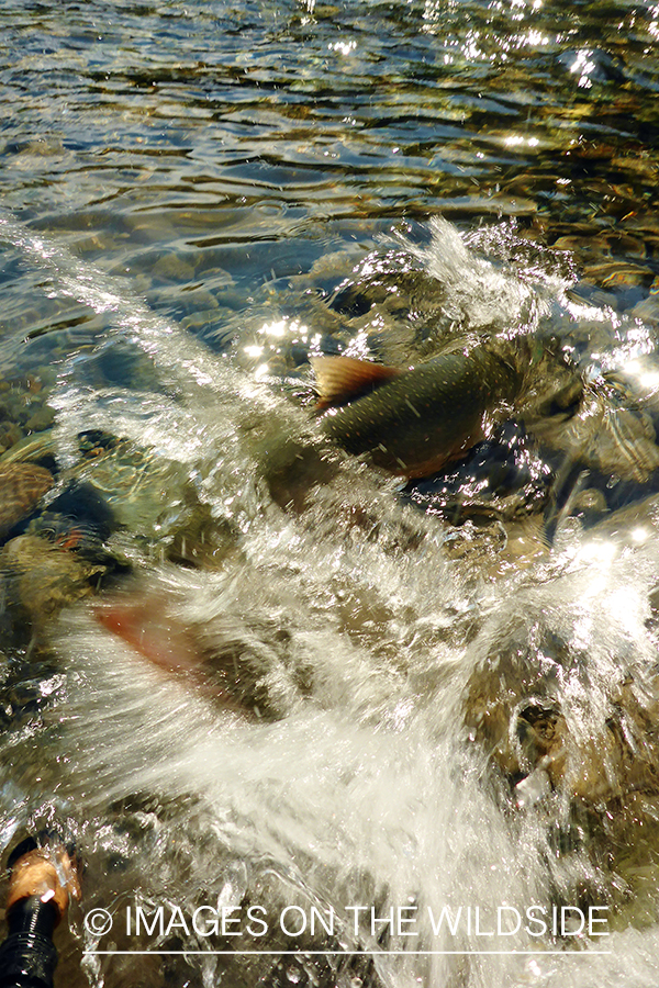 Bull trout being released.