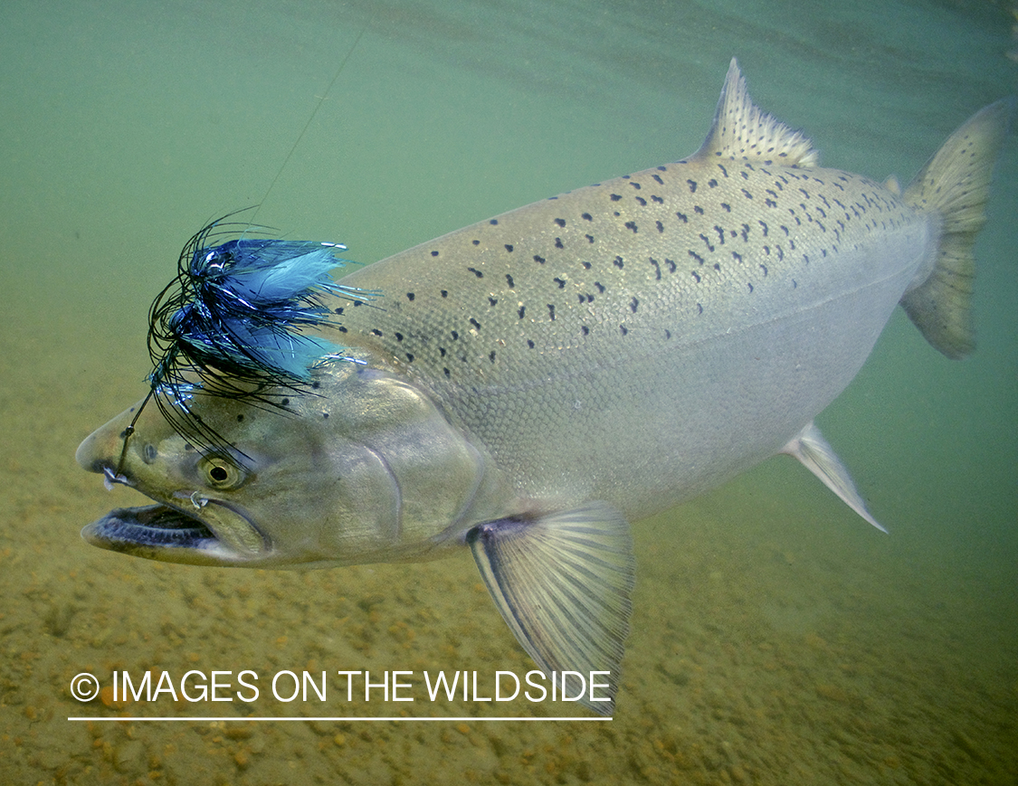 King Salmon on the line.