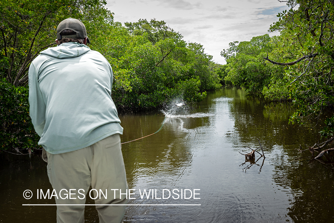 Flyfisherman landing tarpon.