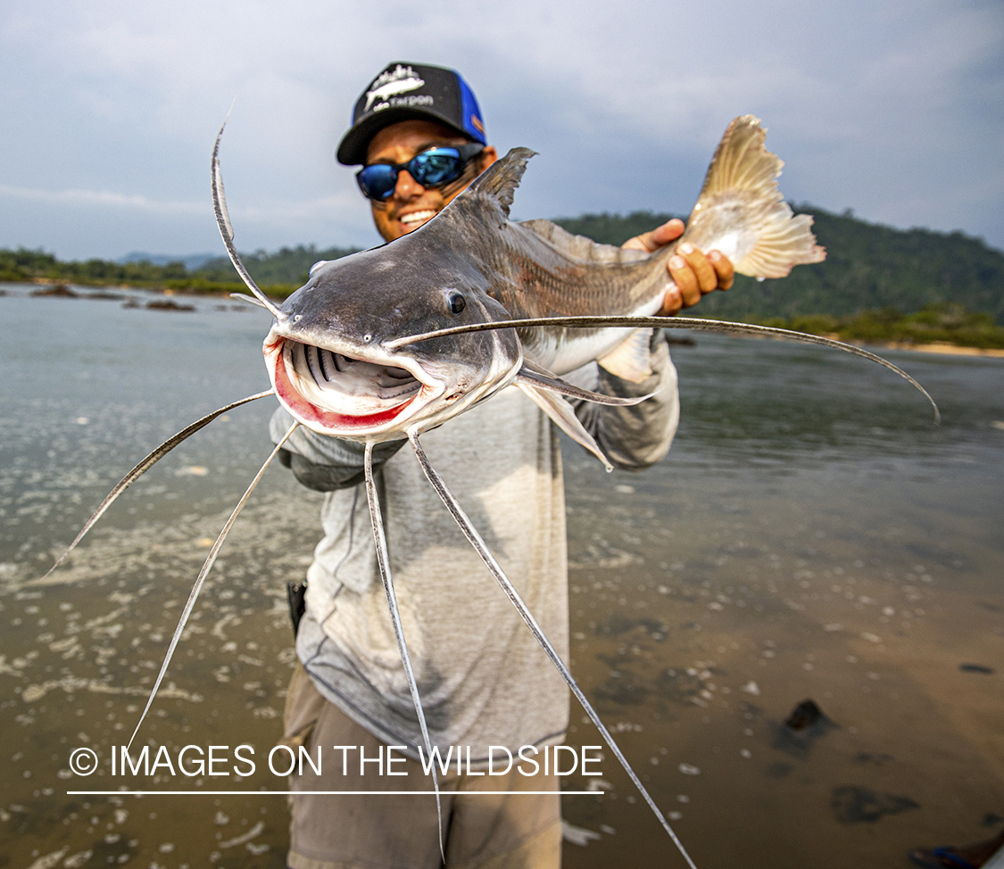 Flyfisherman with catfish on Amazon River in Venezuela.