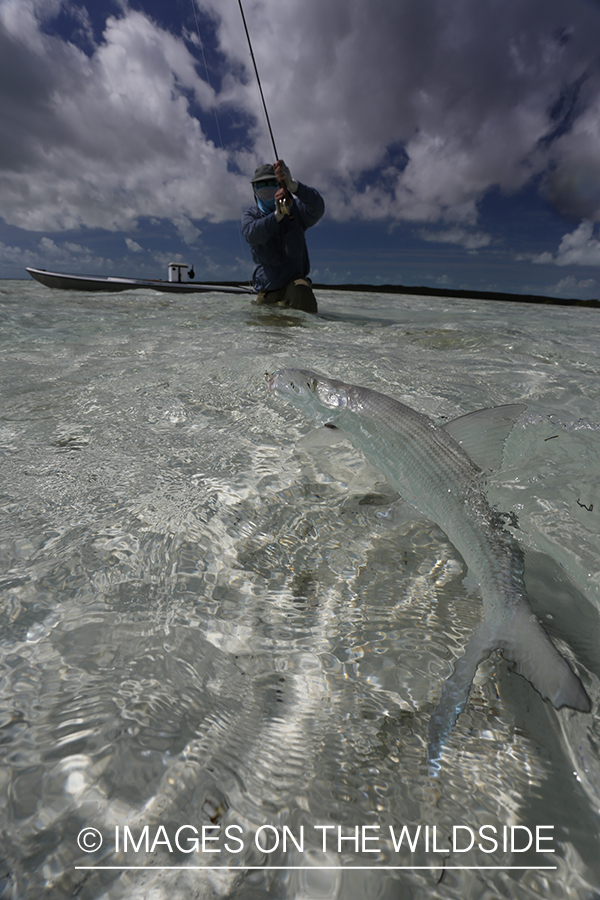 Flyfisherman fighting bonefish.