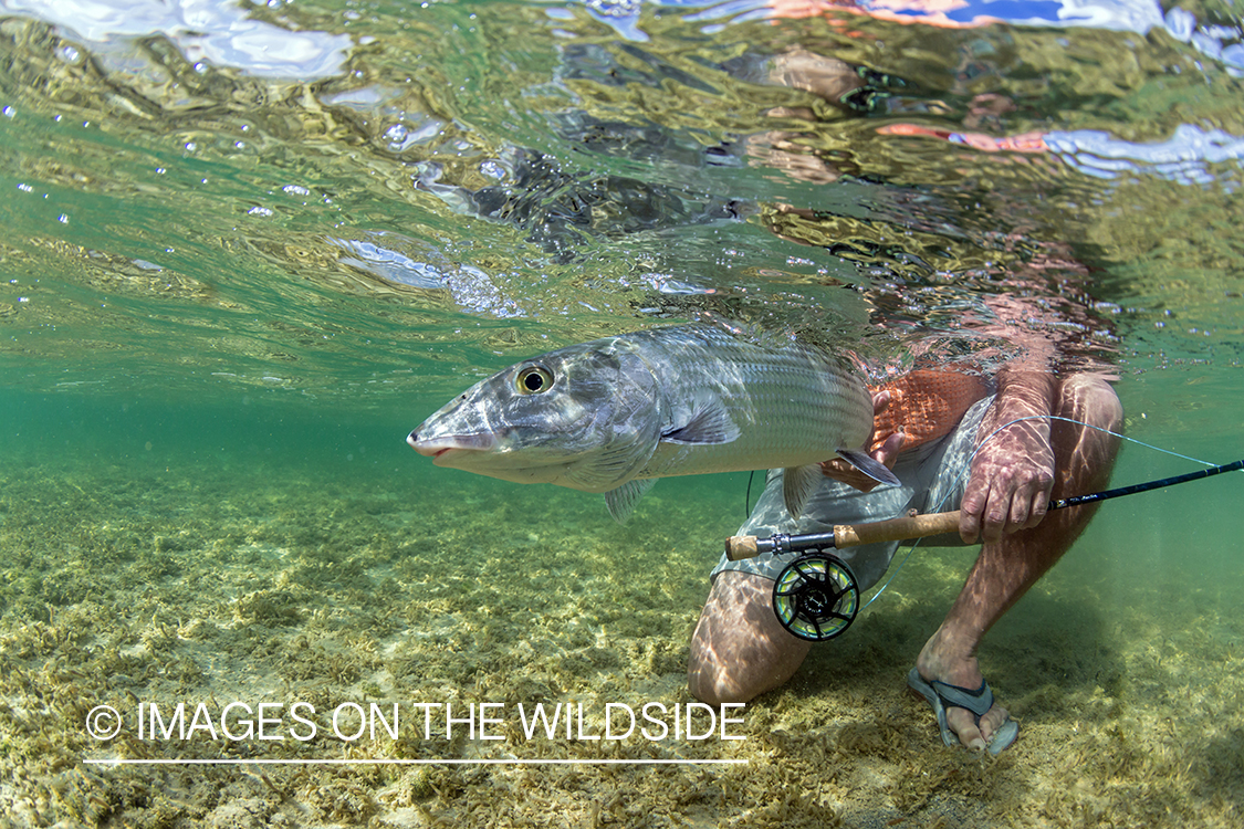 Flyfisherman releasing Bonefish.