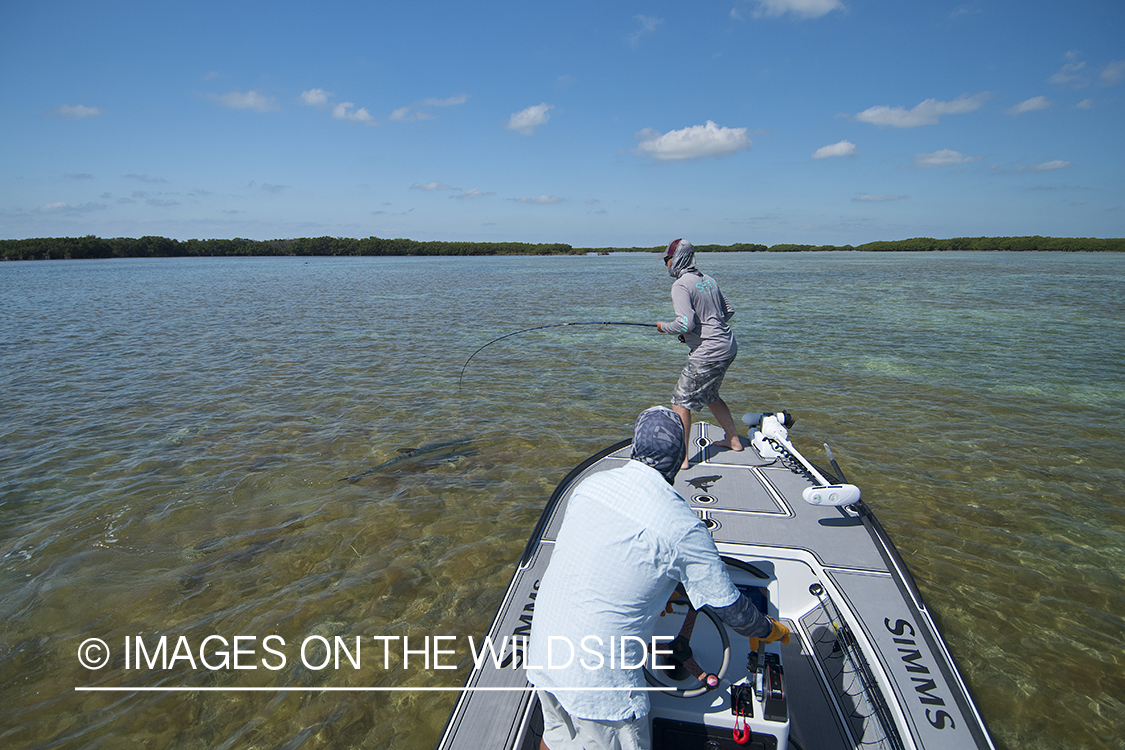 Flyfisherman landing tarpon on flats of Florida Keys.