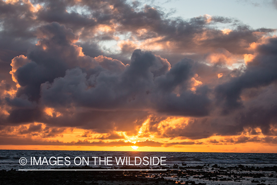 St. Brandon's Atoll flats, Indian Ocean at sunset.