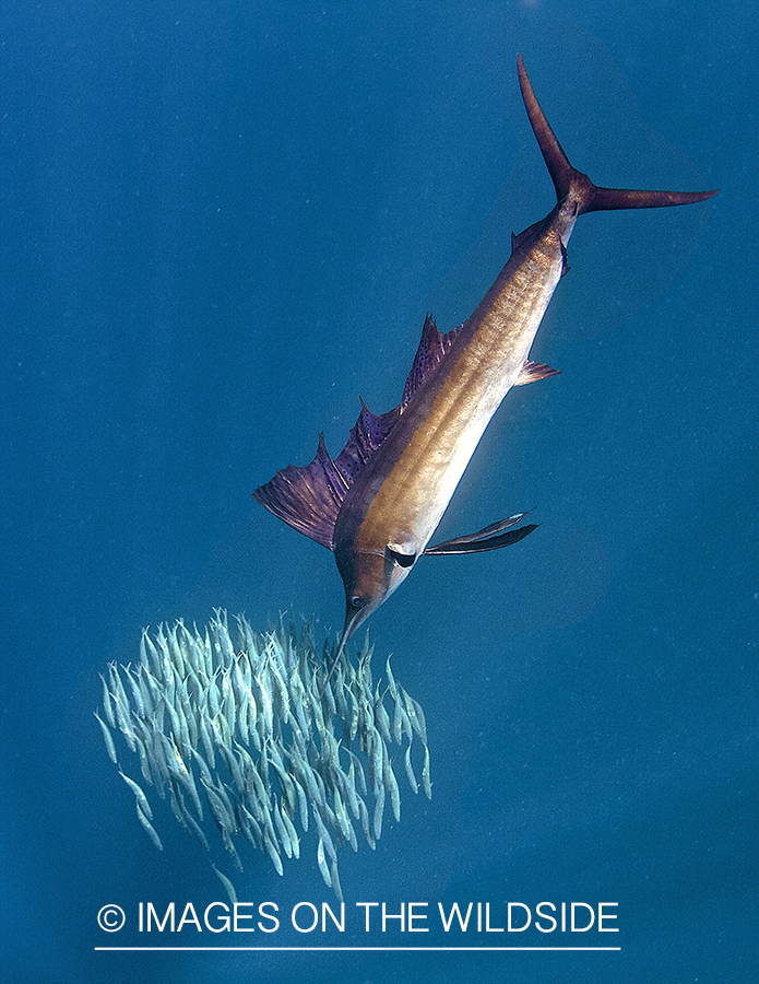 Atlantic sailfish hunting bait fish in open ocean.