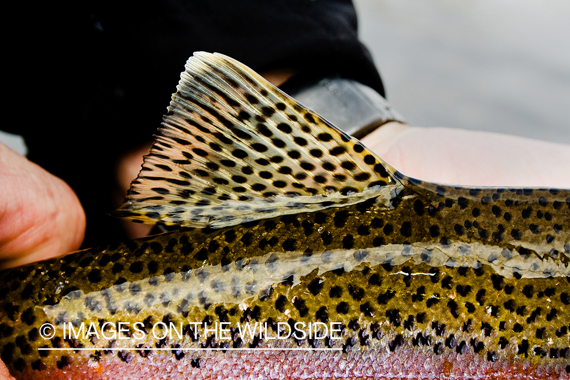 Rainbow trout closeup.