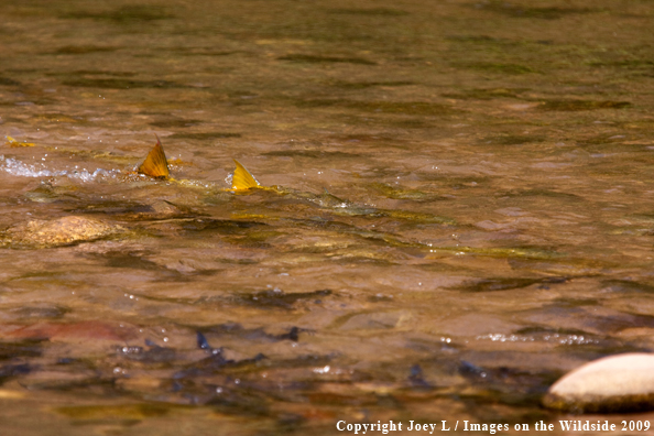 School of fish swimming