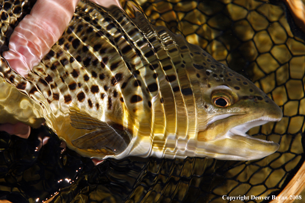 Brown Trout in habitat