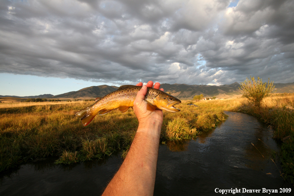 Flyfisherman with brown trout