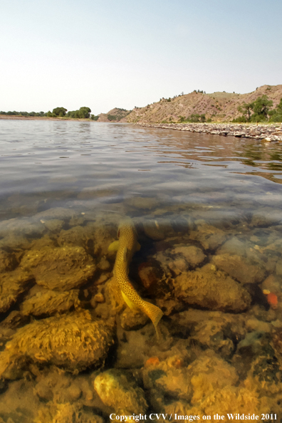 Brown trout. 