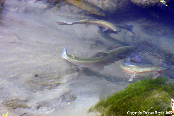 Rainbow Trout underwater 