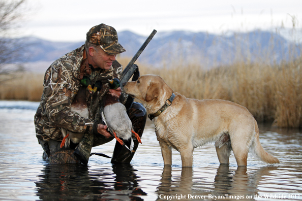 Duck hunter with bagged mallards and yellow labrador retriever. 