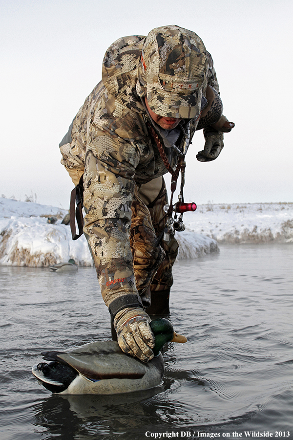 Waterfowl hunter picking up decoys.