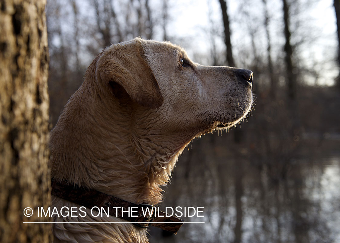 Yellow labrador retriever in field.