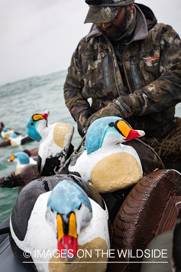 King Eider and Long-tailed duck hunting in Alaska, hunter pulling in King Eider decoys.