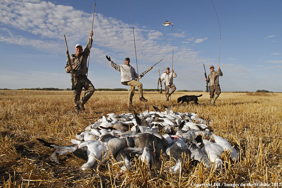 Snow goose hunters with bagged geese.