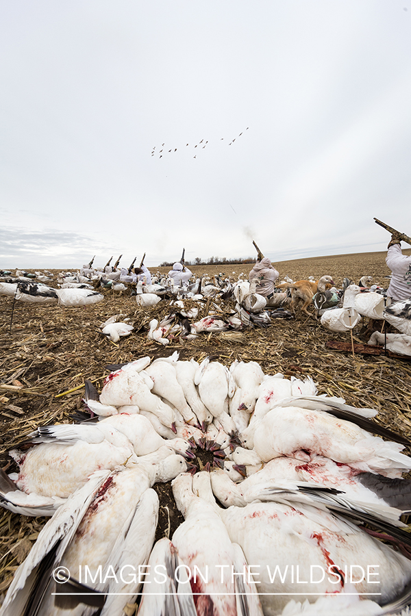 Hunters shooting geese.