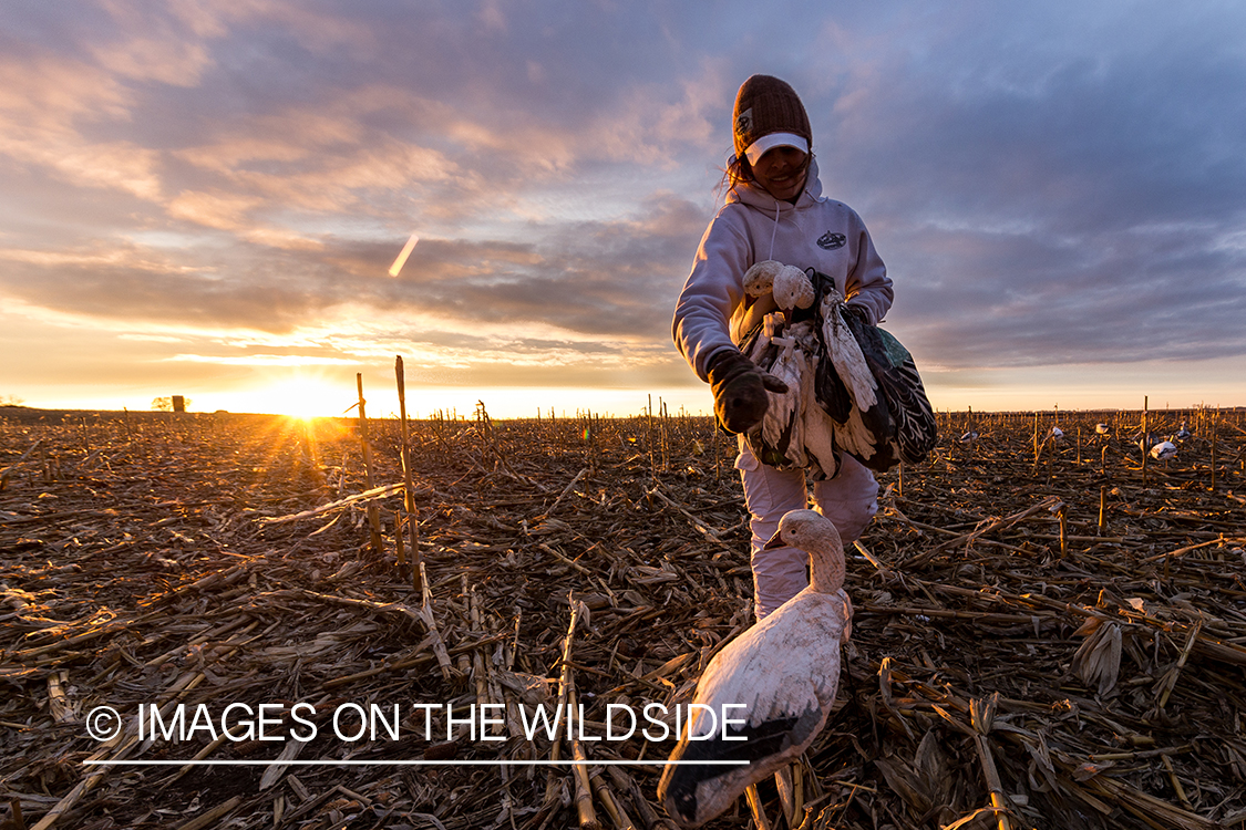 Female goose hunter packing up after day of hunting.
