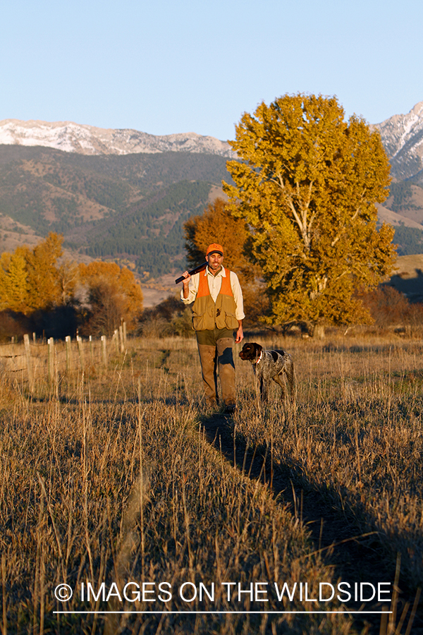 Upland game bird hunter in field with Griffon Pointer.