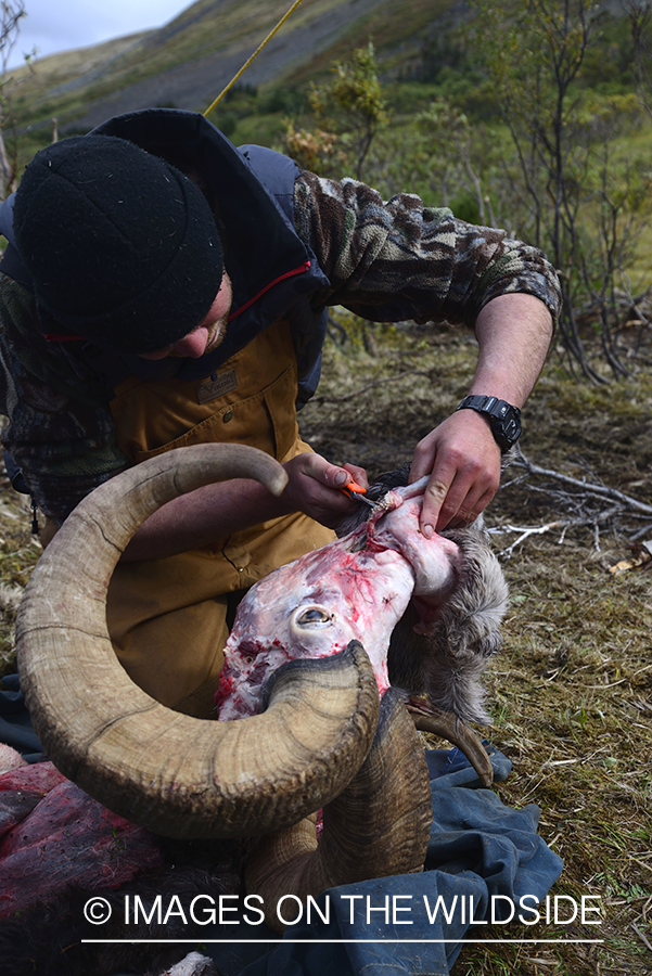 Stone sheep and Mountain goat hunting.