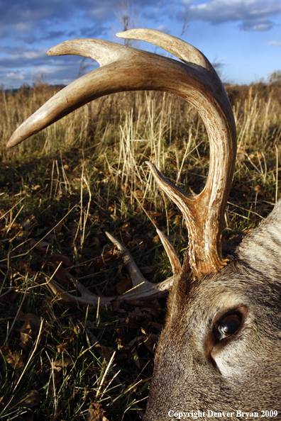 Hunter-Killed whitetail buck.