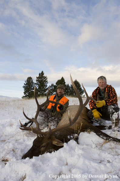 Elk hunters with downed elk.