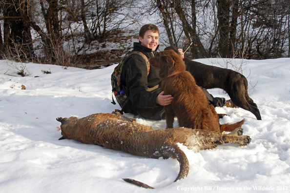 Hunter with dogs and bagged mountain lion. 