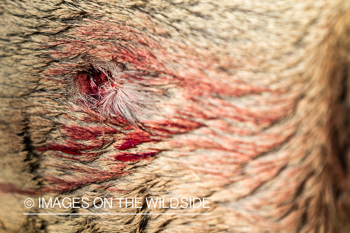 Arrow wound in bagged white-tailed deer.