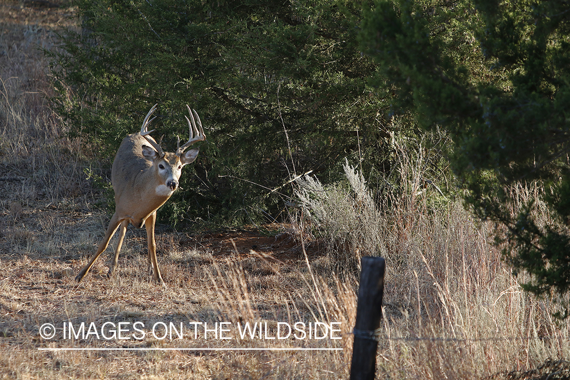 White-tailed buck in field.