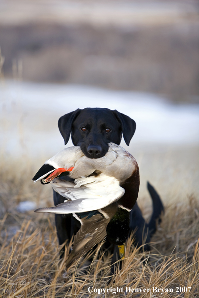 Black Labrador with retrieved Mallard