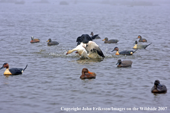 Black labrador Retriever with retrieved snow goose