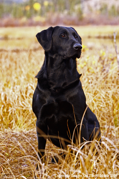 Black Labrador Retriever