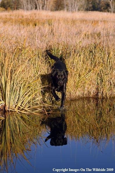 Black Labrador Retriever