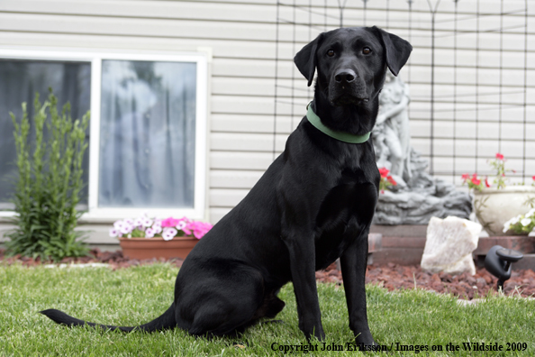 Black Labrador Retriever 